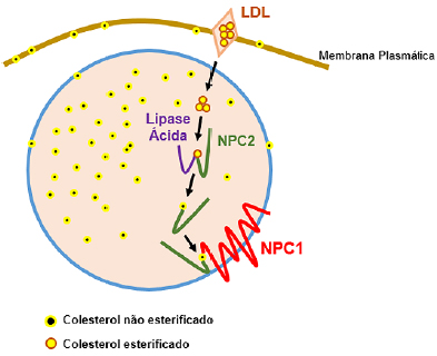 Resumo sobre doença de niemann-pick