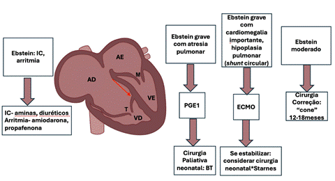 Diagram of a heart
AI-generated content may be incorrect.