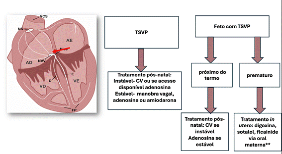 Diagram of a fetus
AI-generated content may be incorrect.